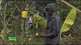 How Youth is doing modern fruit farming in semi-arid Machakos