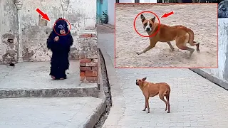 Fake Small Gorilla vs Dog Prank Funny Dog Scared Monkey Mask TRY TO NOT LAUGH Raipuriya Pranker