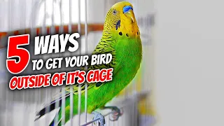 5 Ways to Get Your Bird Out of The Cage