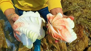 Huge sea shells. All kinds of strange sea snails are all over the beach, and they are delicious!