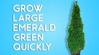 How to grow TALL emerald green arborvitae fast and easy