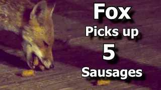 Friendly wild urban fox comes to be fed ~ Fox Picks up 5 Sausages