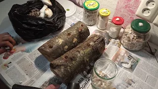 Посадка вёшенки на палочках на пеньки/ how to plant mushrooms.