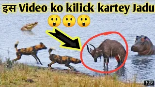 Buck Fighting Wild Dogs & Hippos GetsCaught by Crocodile | Dog &cow🐄 | History dog History |#animals