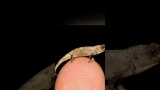 "World Smallest Reptile"| دنیا کا سب سے چھوٹا گرگٹ | by real facts and stories channel