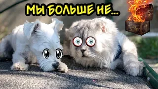 ПОМОГИТЕ!!! КОТ КЕВИН БОЛЬШЕ НИКОГДА НЕ СМОЖЕТ ГОВОРИТЬ!