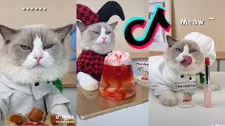 Cats Make Food 2022 ♥ That Little Puff Tiktok Compilation  #10