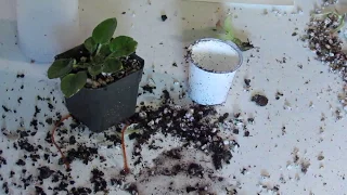 African Violet sucker removal Pt. 2