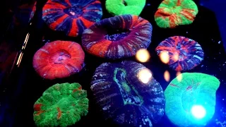 FEEDING INSANE COLORFUL SCOLY CORALS!! - (Timelapse HD)