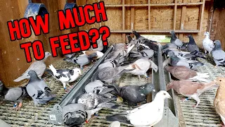 Feeding Pigeons: How Much And How Often