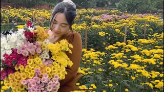 Harvest flowers, yellow chrysanthemums, and sunflowers