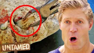 Extracting Teeth from a Gaping Hole in Croc's Mouth! 🐊 | Untamed Clips | Untamed