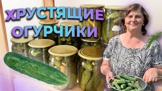 Рецепт самых вкусных и хрустящих огурчиков. Маринуем огурцы на зиму