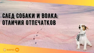 След собаки и волка: отличия отпечатков