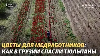 5000 тюльпанов и радость