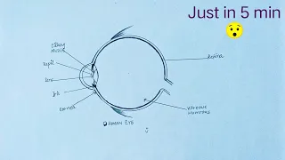 How to Draw Human Eye Diagram step by step for Beginners|Binteriaz Art