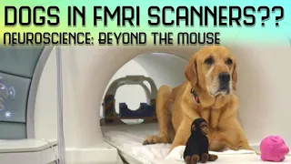 Dogs in an fMRI scanner?? The neuroscience of the dog's nose