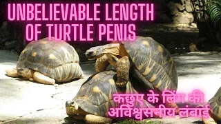 #short 00Turtle Sex  Funny |Big dick of Turtle| turtle penis