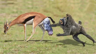 Mother Impala Sacrifices Herself To Protect Her Newborn From Baboon Hunting - Antelope vs Baboon