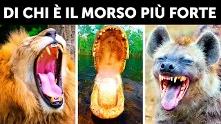 Chi Ha Il Morso Più Potente Tra Tutti Gli Animali?