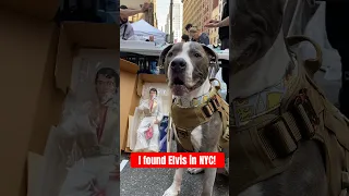 Finding Elvis in NYC w/Hudson the Dog #elvispresley #cutedog #doglover #pitbull #dogshorts #doglife
