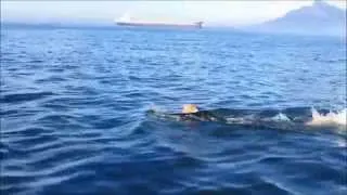 Robben Island Crossing - Swimming Motivation