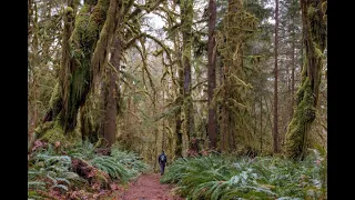 Hiking the Kestner Homestead Trail in Quinault Rain Forest, Olympic National Park