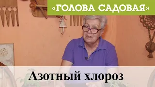 Голова садовая - Азотный хлороз