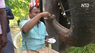 Как храмовые слоны в Индии проводят отпуск