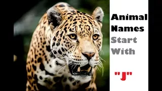 NAME AN ANIMAL THAT STARTS WITH THE LETTER "J" | Animal Names | Nursery Learning | Kids Corner