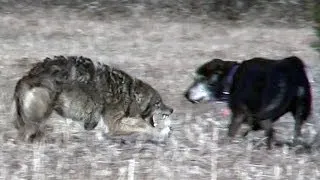 Coyote attacks unleashed pet dog