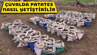 ÇUVALDA #PATATES YETİŞTİRDİM. çuvalda patates nasıl yetiştirilir. #köyişleri  #bahçeişleri