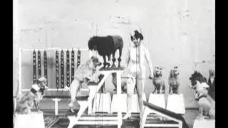 Les chiens savants 1902 Miss Dundee and Her Performing Dogs - Silent Short Film - Alice Guy