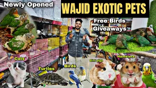 Wajid EXOTIC PETS •Turtles • Cats • Hamsters •Rabbits • Gini pigs  & Handtamed Birds , Free Giveaway