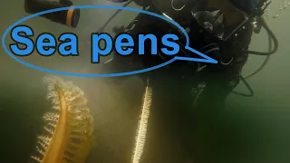 Narrated Scuba Dive – Muck Diving - British Sea Pens