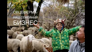 Овцеферма - наше семейное дело