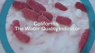 Coliforms: The Water Quality Indicator | Esco Scientific