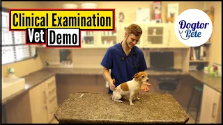 How To Perform A Clinical Exam On Your Dog | Vet Demo