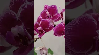 兰花Orchid , 和兰花在一起-Yanni#兰花#花园#orchid#garden