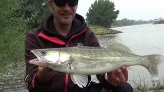 Raubfischangeln am Rhein - Tipps und Tricks fürs Flussangeln - Regelmäßig Zander fangen wie und wo