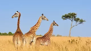 Conservation Chat: Giraffe Conservation Foundation