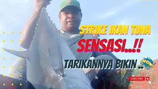 Strike Ikan Tuna Besar Sensasi Tarikannya Bikin Wow. #ikantuna