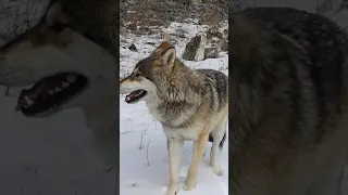 Волк провожает