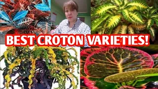 CROTON PLANT VARIETIES WITH NAMES /MARGIE PULIDO VLOGS