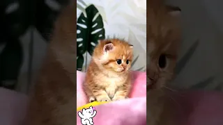 cute kitten,s 😍❤️