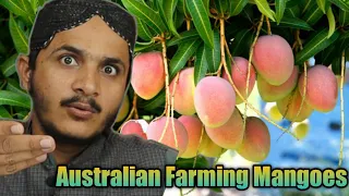 Tribal People React to Australian Farming Thousands Of Tons Of Mangoes This Way