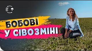 СОЯ ТА ГОРОХ🌱.  ЩО КРАЩЕ СІЯТИ ПЕРЕД БОБОВИМИ? #ОсновиЗемлеробства