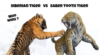 Siberian Tiger vs The Saber-toothed Tiger