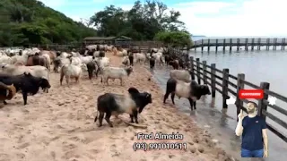 FAZENDA A VENDA NO PARÁ. NA BEIRA DO RIO XINGU. GRANDE OPORTUNIDADE DE INVESTIMENTO. (93) 991010511