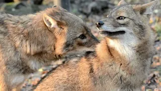 Amazing Facts About Jackals: Facts And Habitats  Revealed
